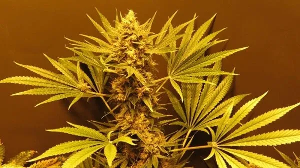 G13 Haze — image 2