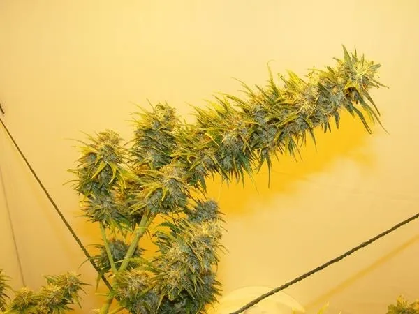 G13 Haze — image 3