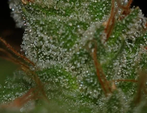 G13 x Skunk — image 2