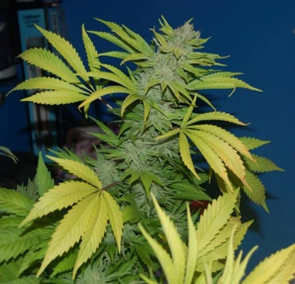 G13 x Skunk — image 3