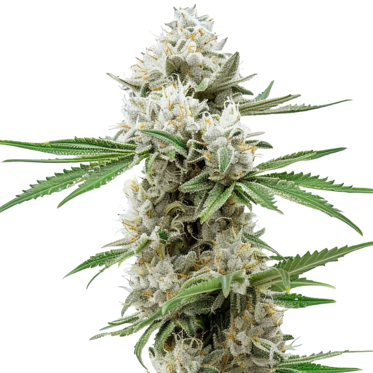 GG4 Auto — image 2