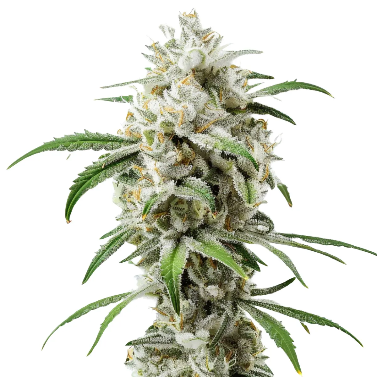 Girl Scout Cookies — image 2