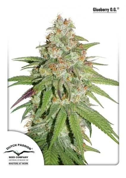 Glueberry OG — image 2
