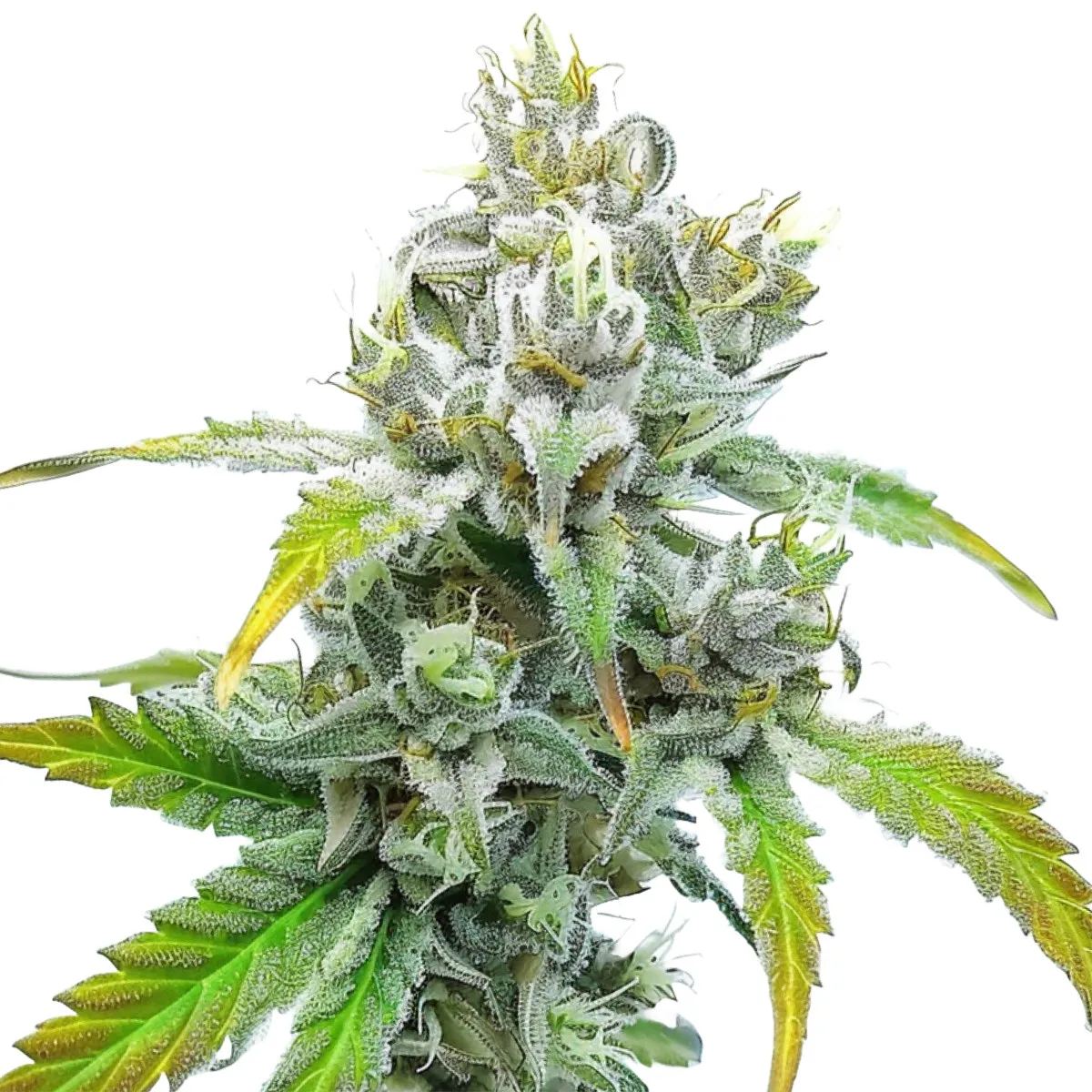Godfather OG Auto — image 2