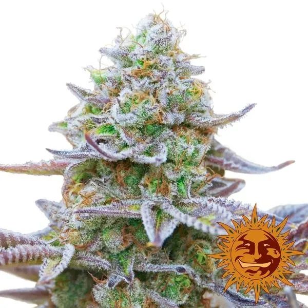 Gorilla Zkittlez — image 2