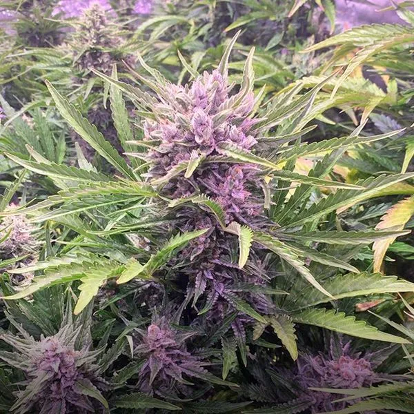 Gorilla Zkittlez Auto — image 2