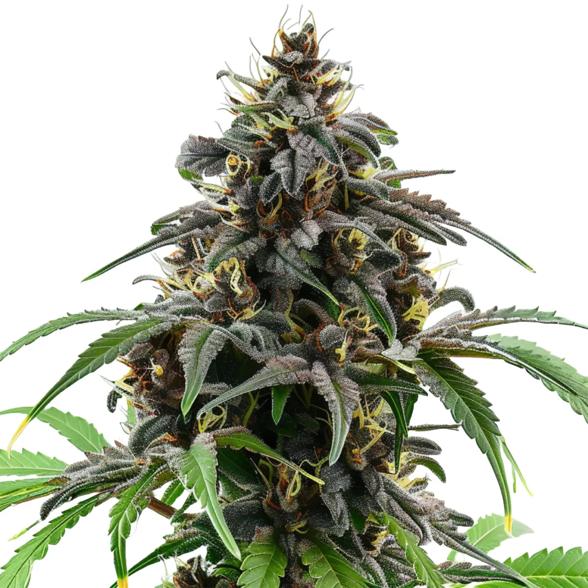 Granddaddy Purple Auto — image 2