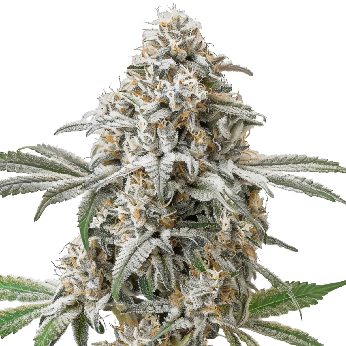 Green Crack — image 2