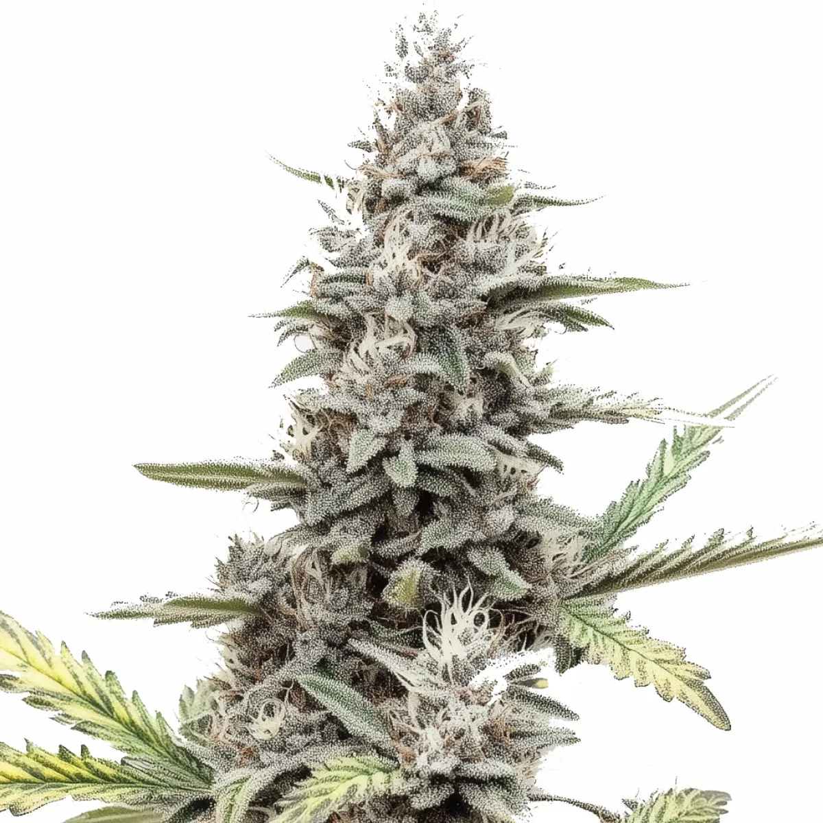 Green Poison Auto — image 2