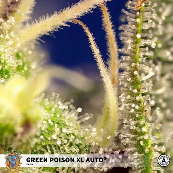 Green Poison XL Auto — image 3