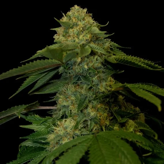 Holy Grail Kush — image 2