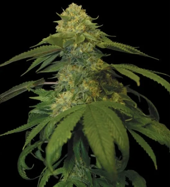 Holy Grail Kush — image 3