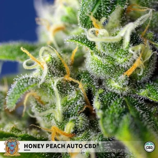 Honey Peach Auto CBD — image 2