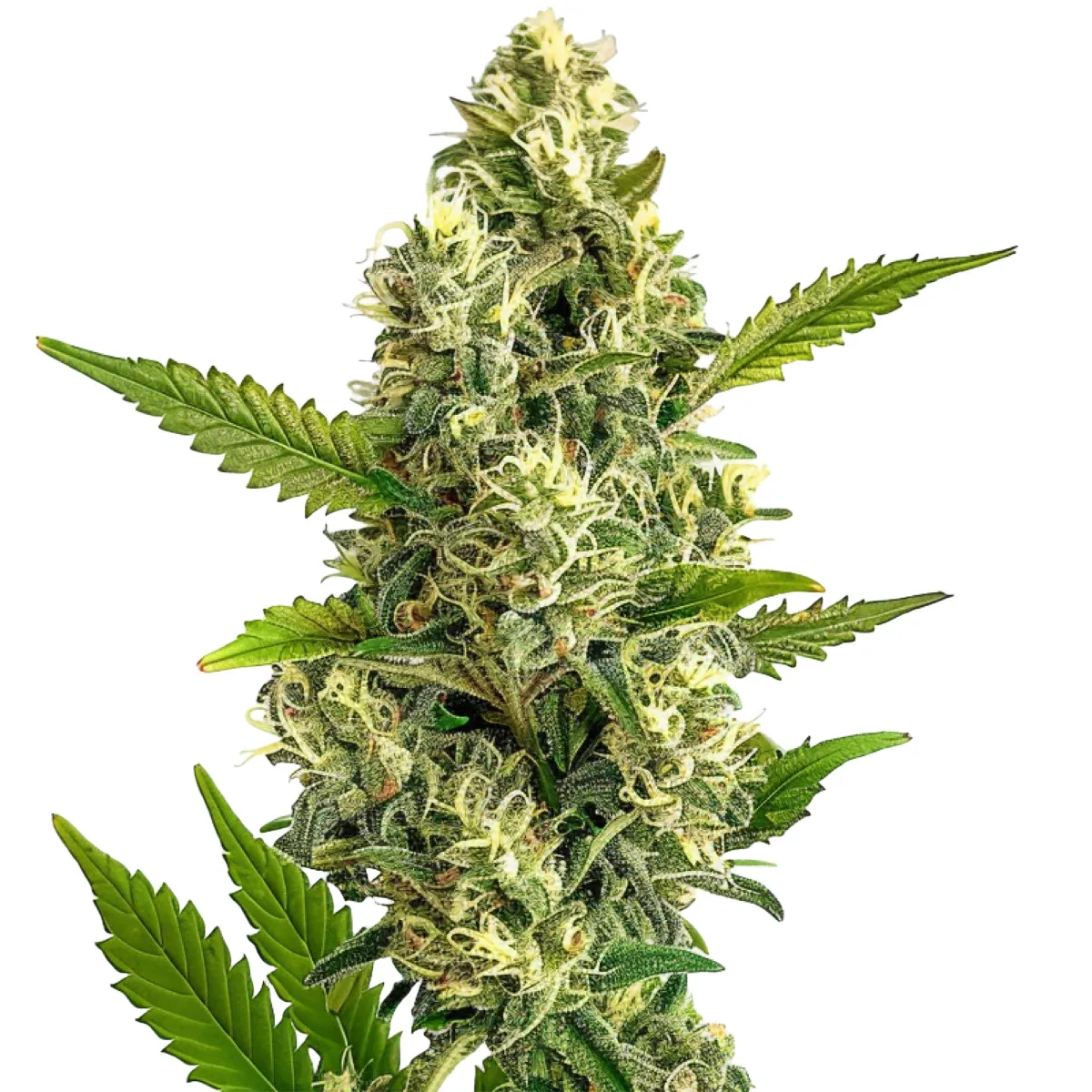 Jack Herer Auto — image 2