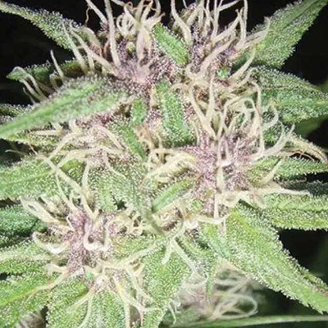 Jack Herer — image 2