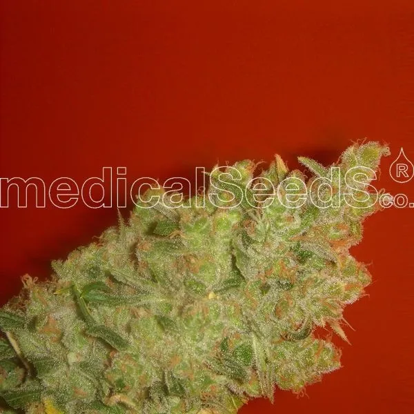 Jack La Mota