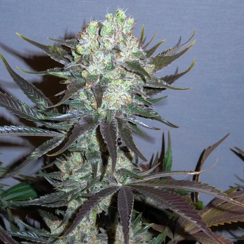 Killer Glue — image 2