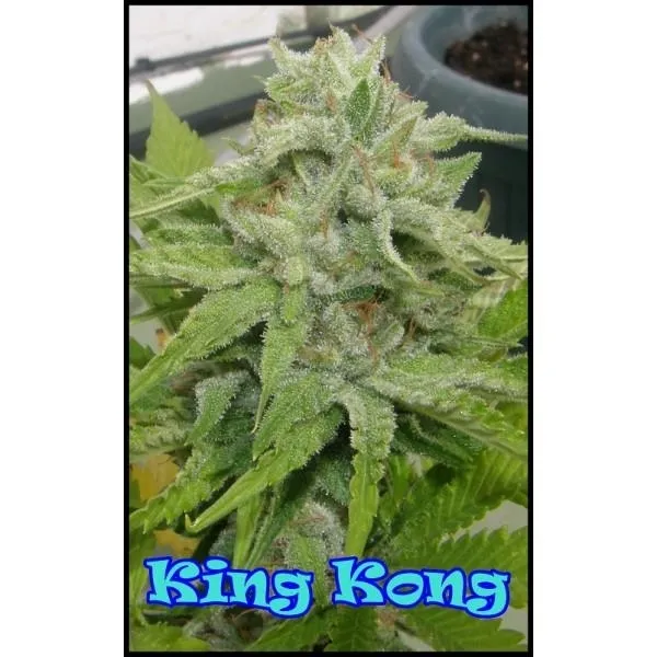 King Kong — image 3