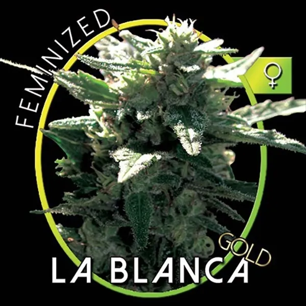 La Blanca Gold — image 2