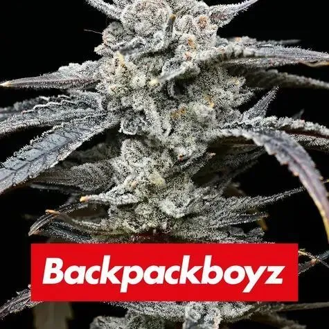 Lemon Cherry Gelato (Barney's Farm x Backpackboyz) — image 2