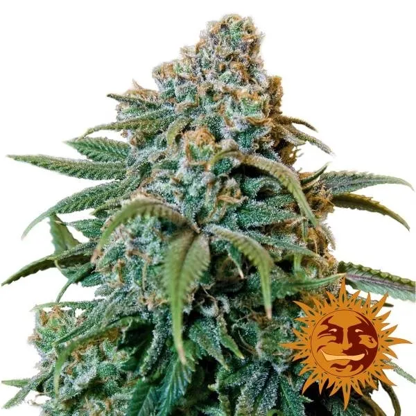 Liberty Haze — image 2