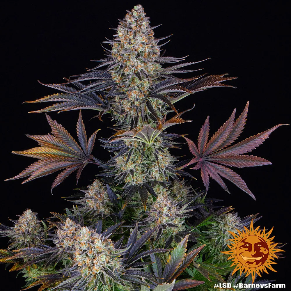 LSD — image 2