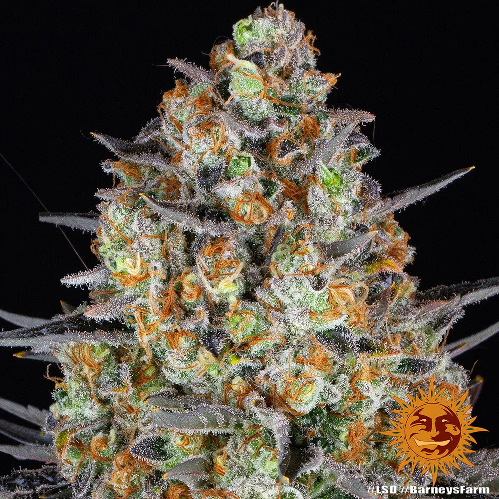 LSD — image 3