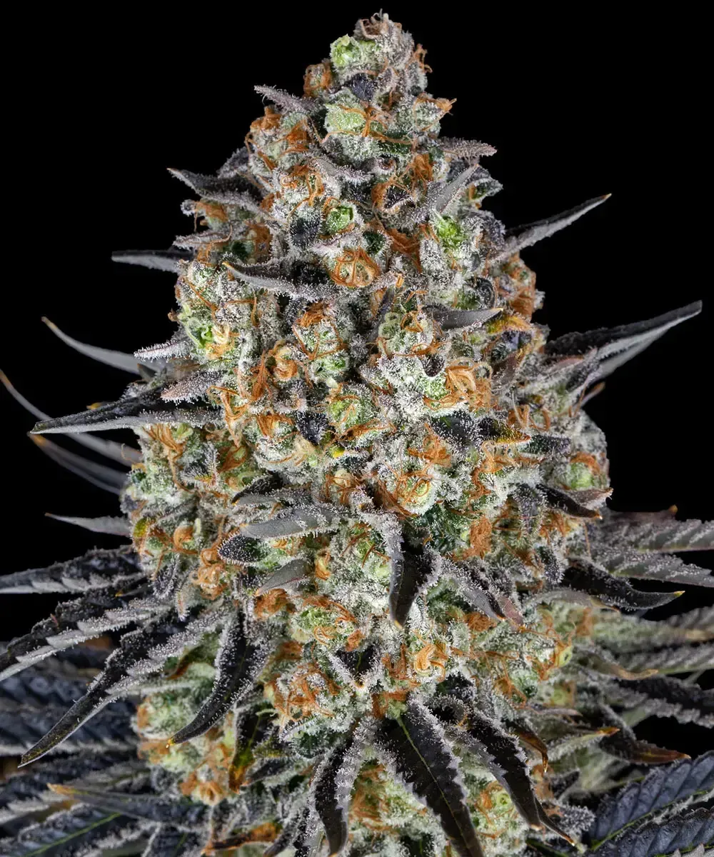 LSD — image 4