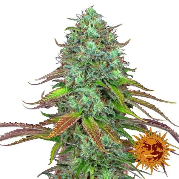 LSD Auto — image 2
