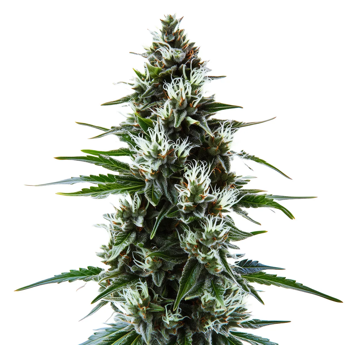 MAC 1 Auto — image 2