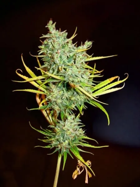 Mango Haze — image 3