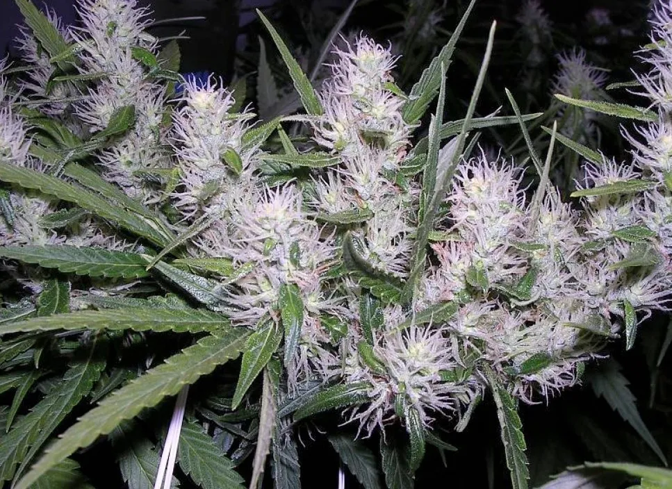 Master Kush — image 3