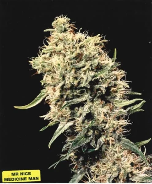 Medicine Man — image 3