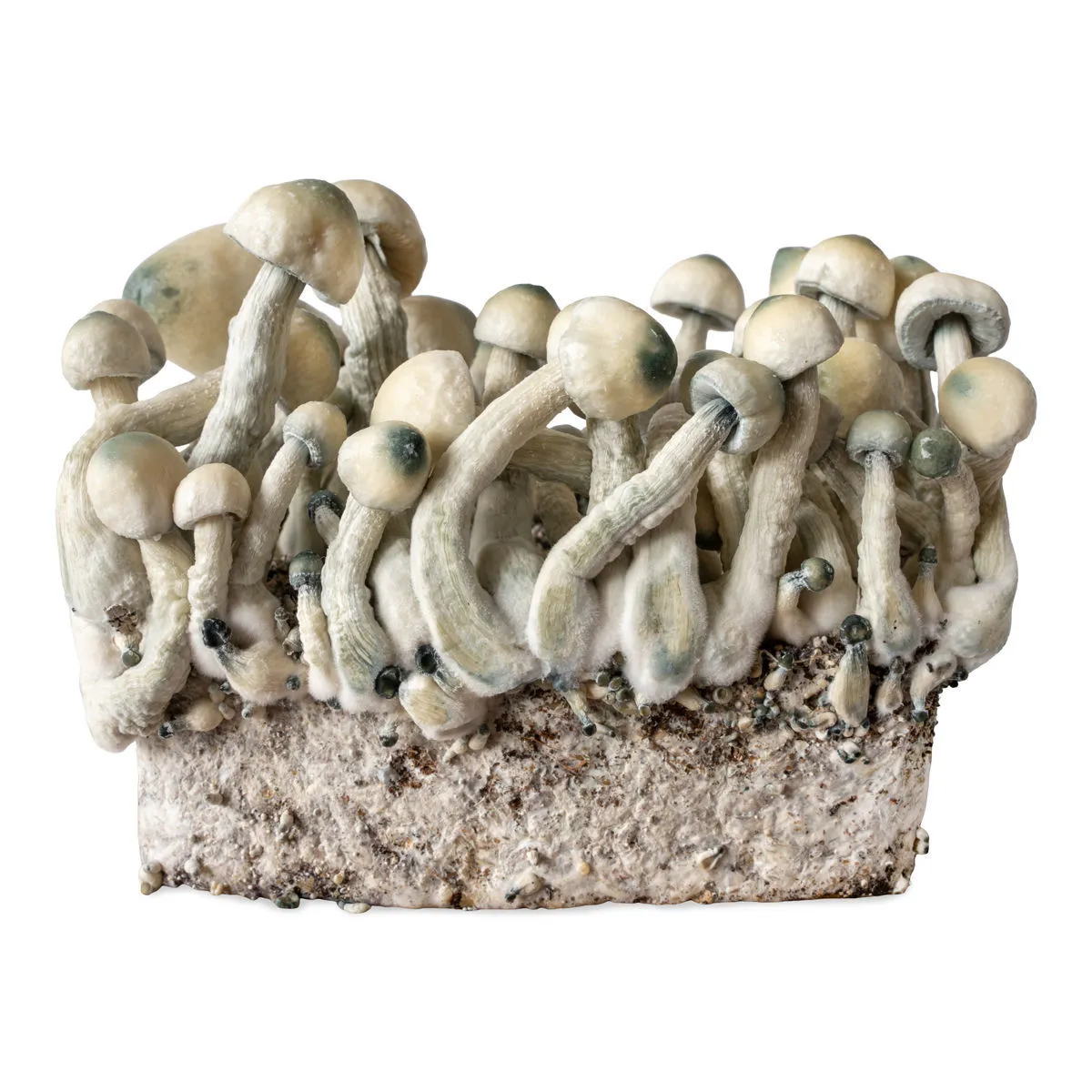 Seringue de culture liquide Melmac Monster (Acid Shroomz) — image 3