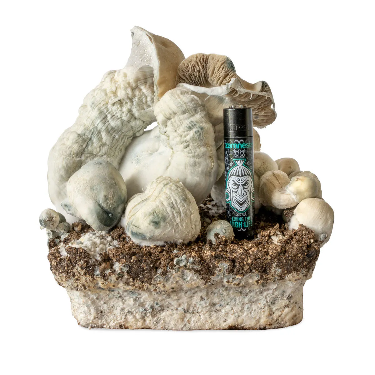 Seringue de culture liquide Melmac Monster (Acid Shroomz) — image 4