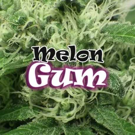 Melon Gum