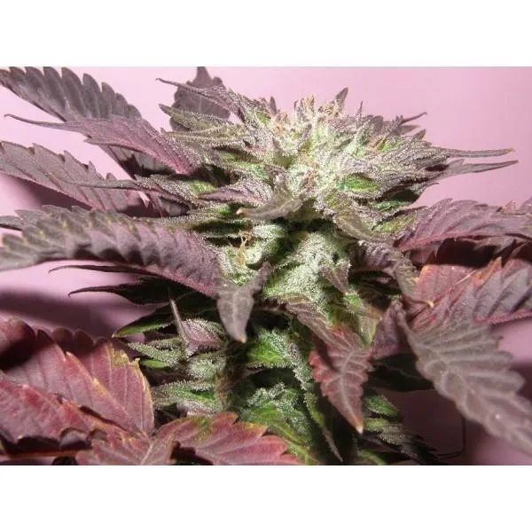 Melon Gum — image 3