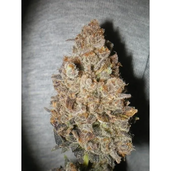Melon Gum — image 4