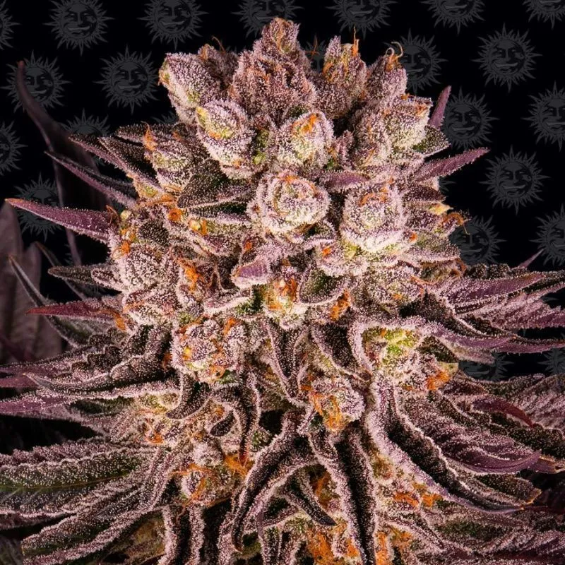 Mimosa x Orange Punch — image 2