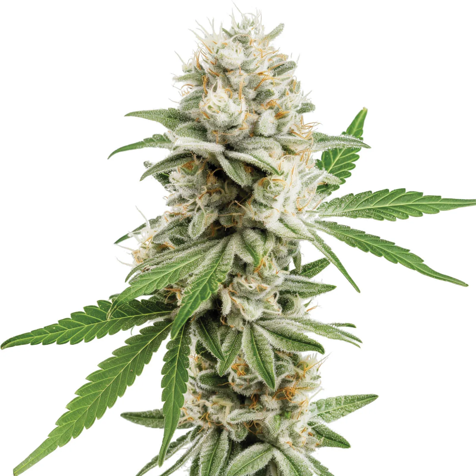 Mrs. White F1 — image 2
