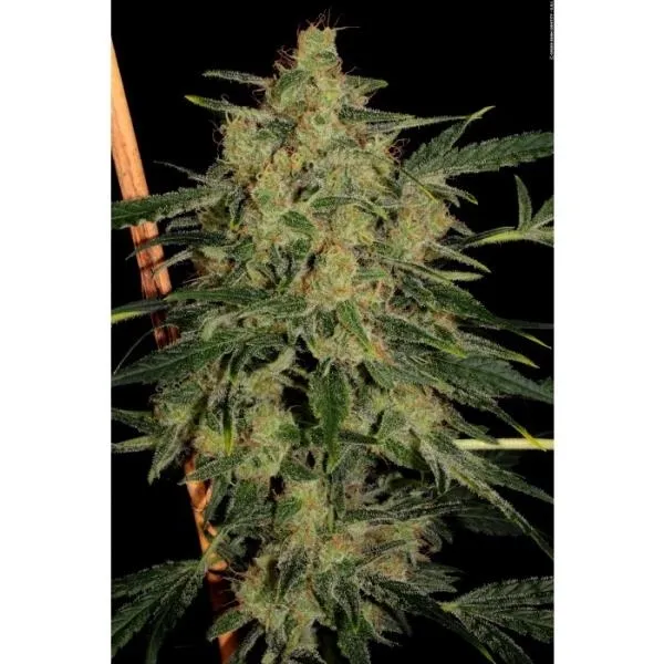 Nebula II CBD — image 2