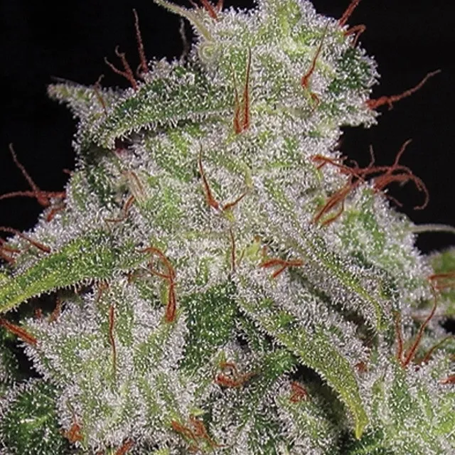 Northern Lights Autoflowering — image 2
