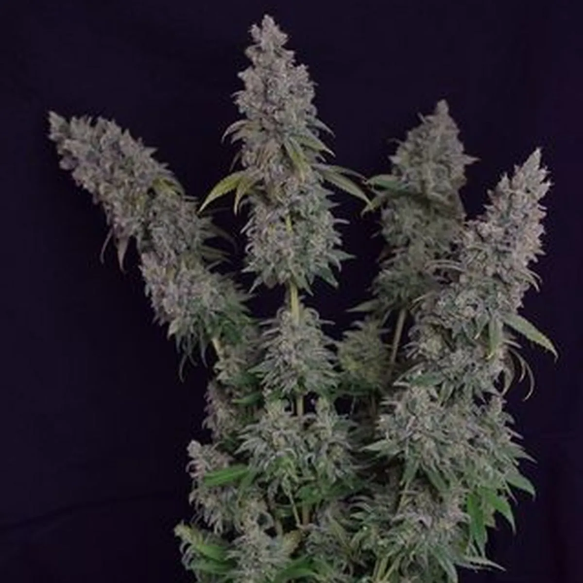 Octane Fire — image 2