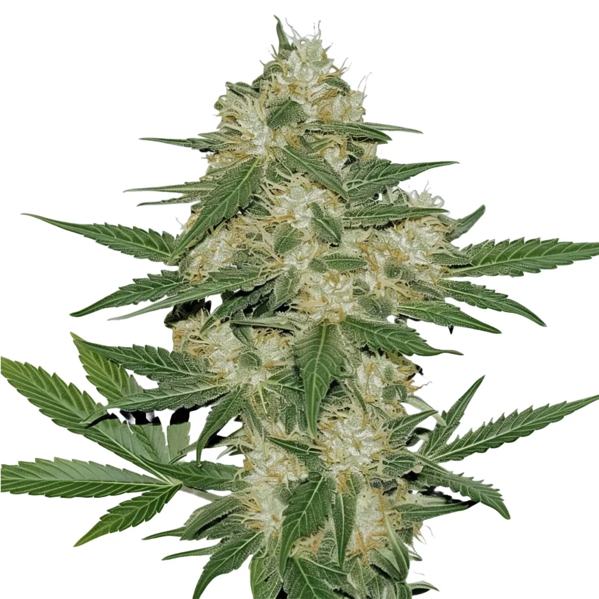OG Kush — image 2