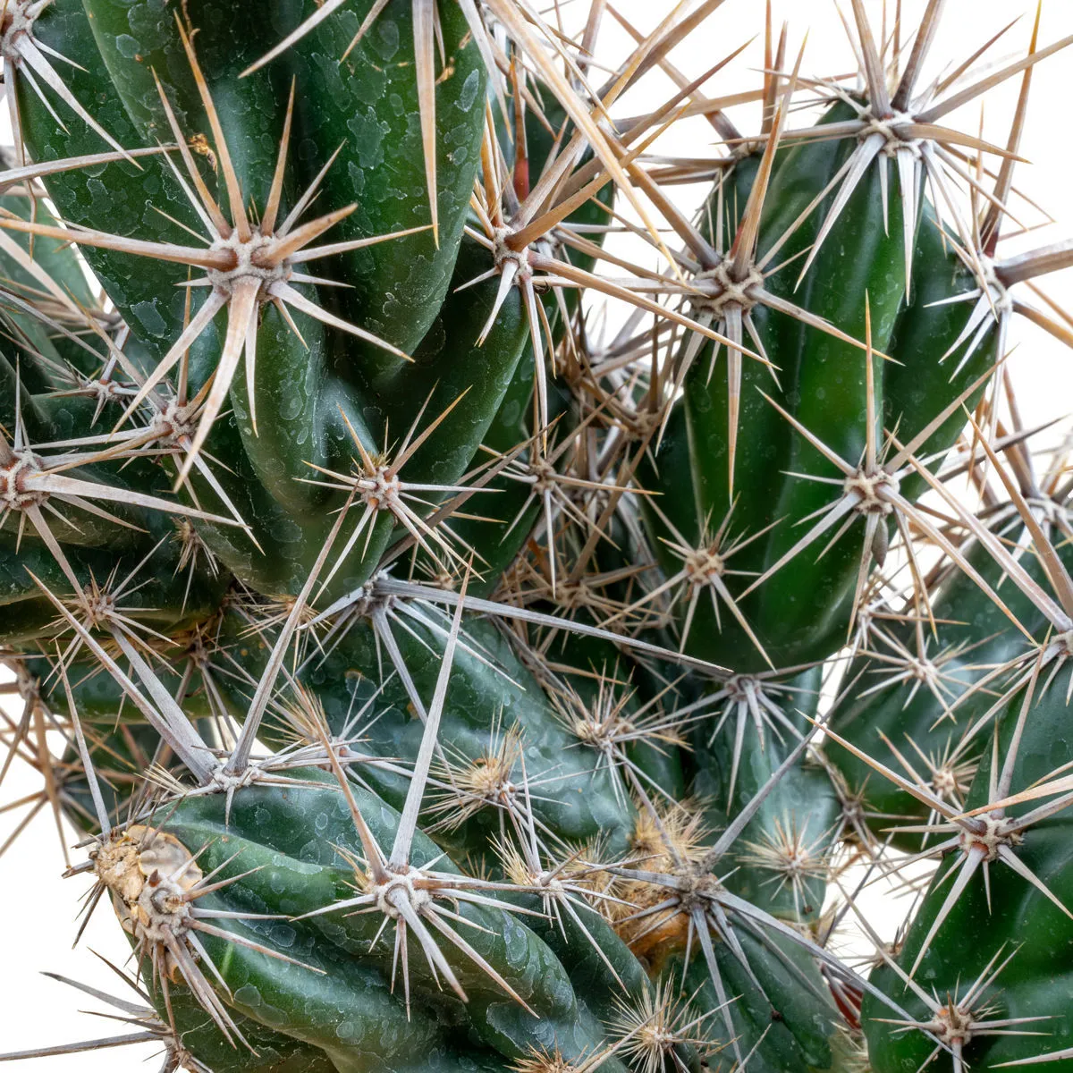 Opuntia invicta (Grusonia invicta) — image 2