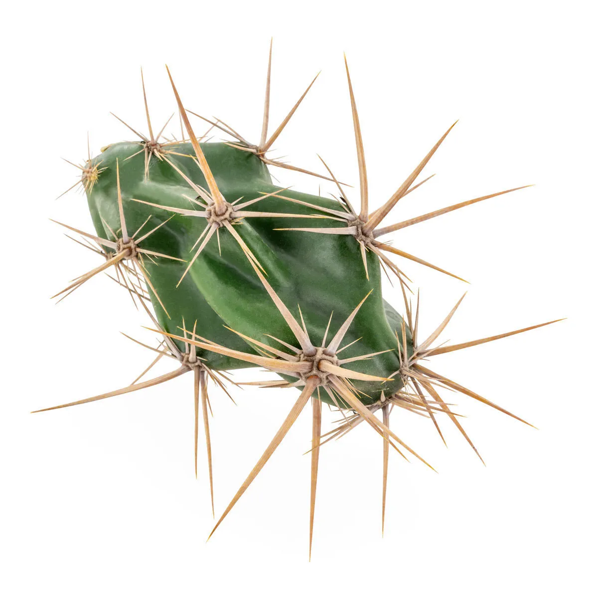 Opuntia invicta (Grusonia invicta) — image 3