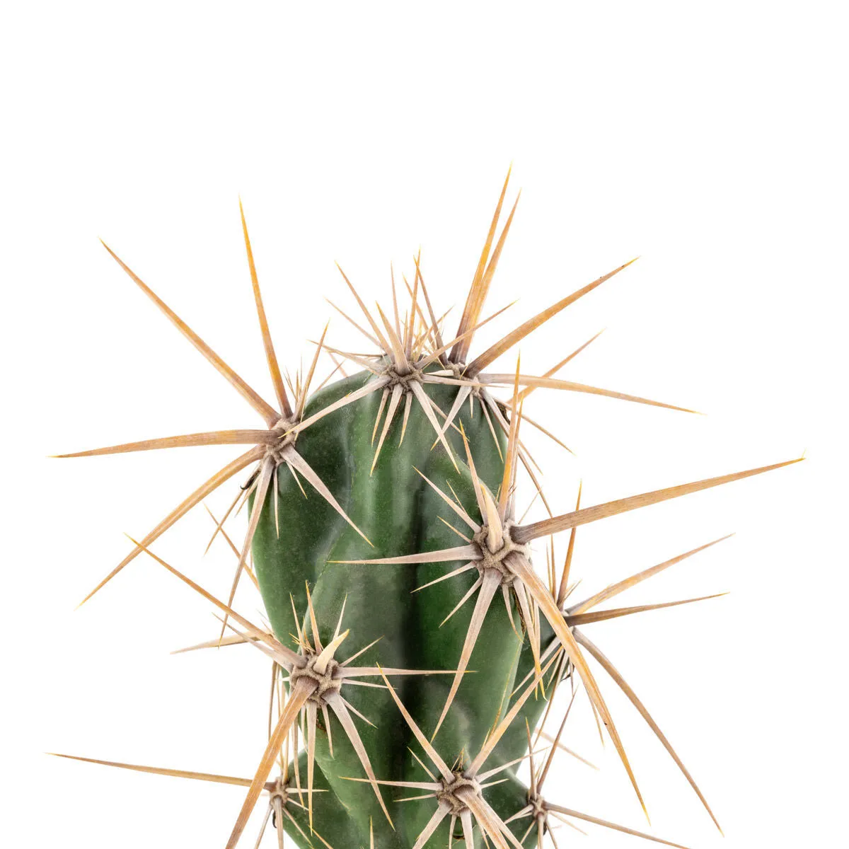 Opuntia invicta (Grusonia invicta) — image 4