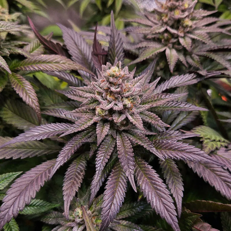 Orange Bud 2.0 — image 2