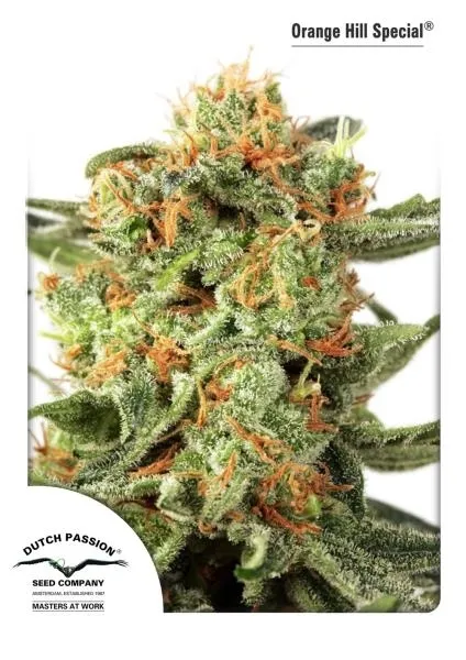 Orange Hill Special — image 3