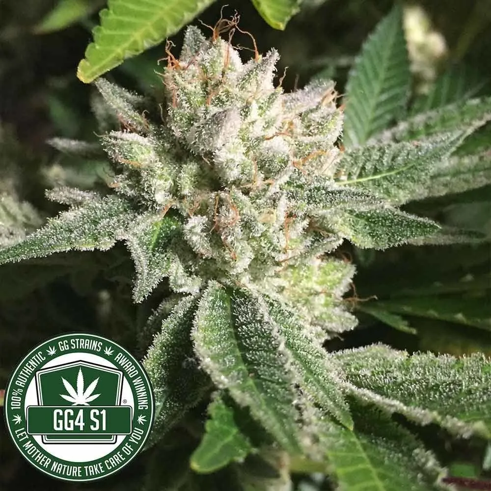 Original Glue | GG4S1 (GGStrains) — image 2